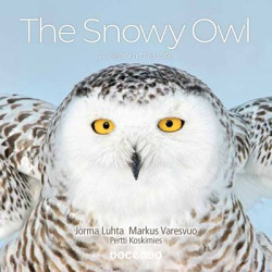 The Snowy Owl  A Year in the Life